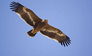 Steppe Eagle (Aquila nipalensis) in flight Sultanate of Oman