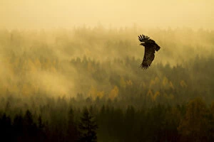 Steppe Eagle (Aquila nipalensis) in flight at dawn over misty forest, Czech Republic
