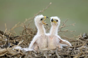Two Steppe eagle (Aquila nipalensis) chicks, Cherniye Zemli (Black Earth) Nature Reserve