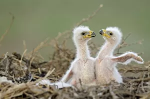 Wild Wonders of Europe 4 Gallery: Two Steppe eagle (Aquila nipalensis) chicks in their nest