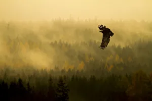 Purpose Prints: Steppe Eagle (Aquila nipalensis) in flight at dawn over misty forest, Czech Republic