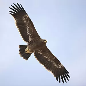 Steppe eagle (Aquila nipalensis) in flight, Oman, November