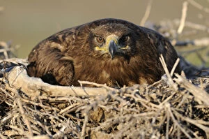 Images Dated 9th May 2009: Steppe eagle (Aquila nipalensis) on nest, Cherniye Zemli (Black Earth) Nature Reserve