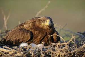 Images Dated 13th May 2008: Steppe eagle (Aquila nipalensis) on nest with chicks, Cherniye Zemli (Black Earth) Nature Reserve