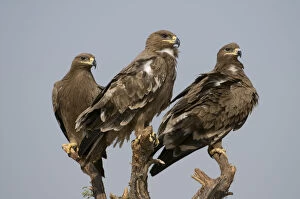 Eagles Gallery: Three Steppe Eagles (Aquila nipalensis) perched, Rajasthan, India
