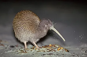 Stewart Island Brown Kiwi / Southern Tokoeka (Apteryx australis lawryi), female