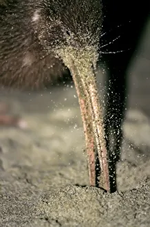 Stewart Island Brown Kiwi or Southern Tokoeka (Apteryx australis lawryi), female