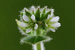 Coloured Background Prints: Sticky mouse-ear (Cerastium glomeratum) in flower, Dorset, England, UK. April