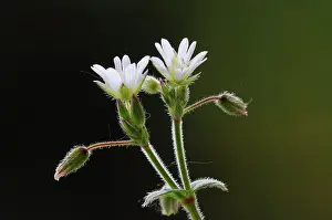 Indoors Prints: Sticky mouse ear chickweed (Cerastium glomeratum) in flower