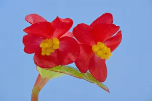 Heather Angel Prints: Stigmas in female flowers of single Wax begonia (Begonia semperflorens group) mimic