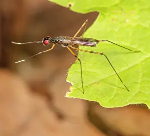Muscomorpha Prints: Stilt-legged fly (Rainieria antennaepes) resting on leaf