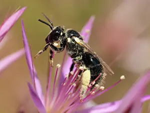 Myrtaceae Prints: Stingless bee (Braunsapis sp.) resting on Turkeybush (Calytrix sp)