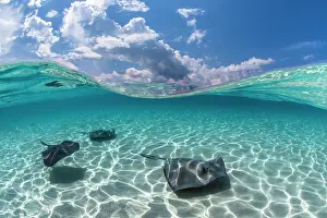 Split Level Prints: Three Stingrays (Dasyatis americana) swimming over sand in shallow water