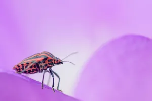 Stink bug (Graphosoma lineatum). The Netherlands. September