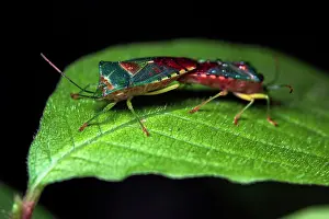 Japan Prints: Stink bugs (Acanthosoma denticauda) pair mating on a leaf, Yamanashi Prefecture, Japan