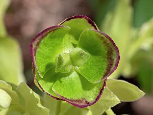 Ranunculaceae Prints: Stinking hellebore (Helleborus foetidus) flower