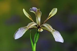 Iridaceae Prints: Stinking iris (Iris foetidissima) in flower, Dorset, UK. Studio shot