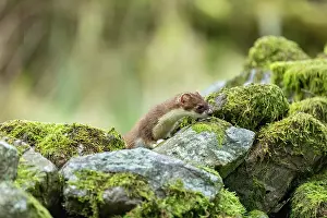 Yorkshire Prints: Stoat (Mustela erminea) female