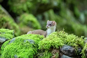 Yorkshire Prints: Stoat (Mustela erminea) female