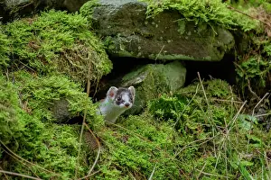 Yorkshire Prints: Stoat (Mustela erminea) female