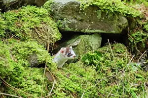 Yorkshire Prints: Stoat (Mustela erminea) female