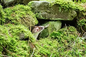 Yorkshire Prints: Stoat (Mustela erminea) female