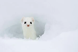 North American Wildlife Collection: Stoat (Mustela erminea) looking out of hole in snow, in white winter coat, British Columbia