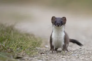 Path Gallery: Stoat (Mustela erminea) on path, portrait, Strumpshaw Fen, Norfolk, UK. September