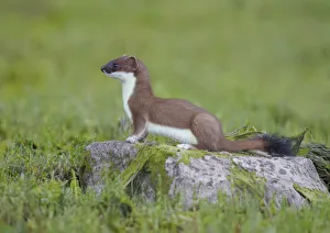 2020VISION 2 Gallery: Stoat (Mustela erminea) standing on rock in saltmarsh, Conwy, Wales, UK, June
