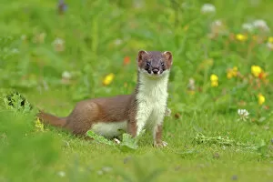 Images Dated 4th July 2011: Stoat (Mustela erminea), UK, July. 2020VISION Book Plate