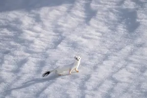 Winter Coat Prints: Stoat (Mustela erminea) in winter coat, walking over snow, Lofoten, Norway. April