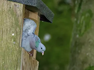 Grooming Prints: Stock dove (Columba oenas) stretching its wings after preening at the entrance of a large nest box