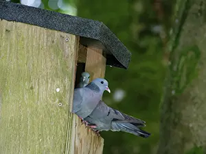 Garden Prints: Stock doves (Columba oenas) pair perched at the entrance of a large nest box they are breeding