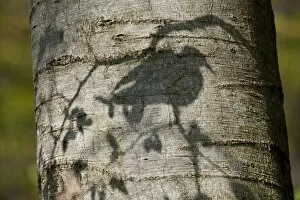 Shadows Collection: Stockdove (Columba oenas) shadow on the trunk of beech tree. Black Forest, Germany, April