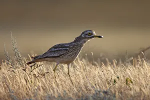 Prints of Stone curlew (Burhinus oedicnemus). Bagerova Steppe, Kerch Peninsula, Crimea, Ukraine, July 2009 Wild Wonders Of Europe Prints: Stone curlew (Burhinus oedicnemus) Bagerova Steppe, Kerch Peninsula, Crimea, Ukraine
