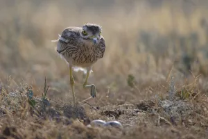 Images Dated 12th July 2009: Stone curlew (Burhinus oedicnemus) by nest, Bagerova Steppe, Kerch Peninsula, Crimea