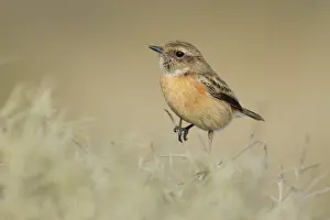 Collared Bush Chat Prints: Stonechat (Saxicola rubicola) female