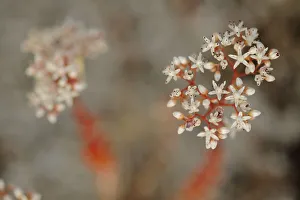 Saxifragales Prints: Stonecrop (Sedum sp. ) Sierra de Grazalema Natural Park, southern Spain, June