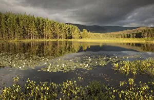 Images Dated 5th August 2010: Stormy light over bog, Glenfeshie, Cairngorms NP, Highlands, Scotland, UK, August 2010
