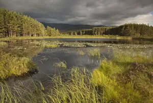 Images Dated 5th August 2010: Stormy light over bog, Glenfeshie, Cairngorms NP, Highlands, Scotland, UK, August 2010