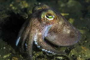 Stout bobtail squid (Rossia macrosoma) on the seabed, Loch Creran, Scotland, UK, June