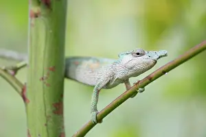 Lizard Prints: Strange-horned chameleon (Kinyongia xenorhina) male