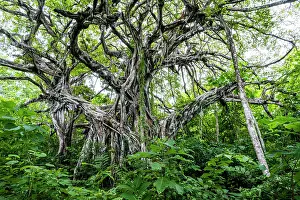 Twists Prints: Strangler fig (Ficus aurea), Costa Rica