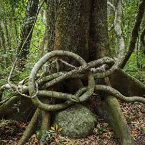 Strangler fig (Ficus sp) growing over Hoop Pine tree(Araucaria cunninghamii) with