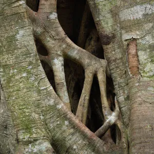 Strangler fig (Ficus sp) stems growing and merging into each other, Green Mountains