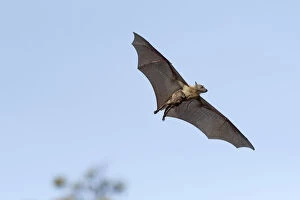 Straw-coloured fruit bat (Eidolon helvum), female flying carrying pup on front. Lamin, Gambia