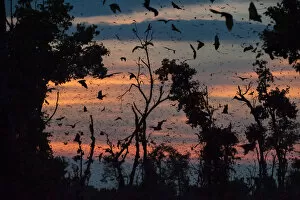 Straw-coloured fruit bats (Eidolon helvum) returning to daytime roost at dawn. Kasanka