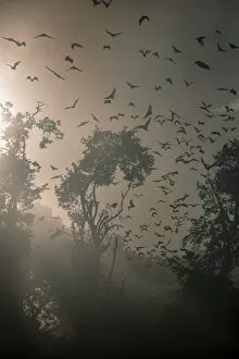 Images Dated 23rd June 2014: Straw-coloured fruit bats (Eidolon helvum) returning to daytime roost at sunrise