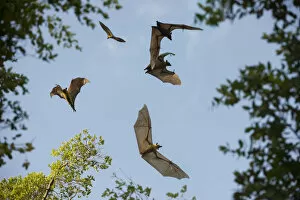 Images Dated 23rd June 2014: Straw-coloured fruit bats (Eidolon helvum) in flight at daytime roost in Mushitu'