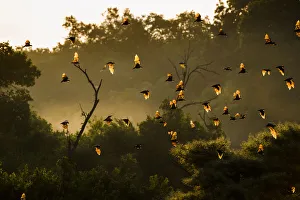 Straw-coloured fruit bats (Eidolon helvum) returning to daytime roost at sunrise